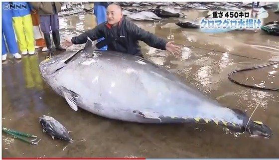 일본에서 '역대 2위 중량'을 기록한 거대 참치의 가격