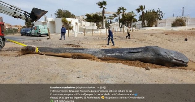 스페인 남부 해변에서 2월 발견된 향고래 주검. 