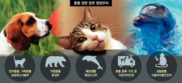 개·길고양이·돌고래…우리 지켜줄 부처는 어디?