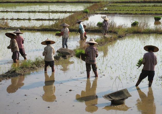중국 남부의 논에서 모내기를 하는 모습. 공동노동이 필요한 논농사는 상호의존적 문화를 낳았다.
