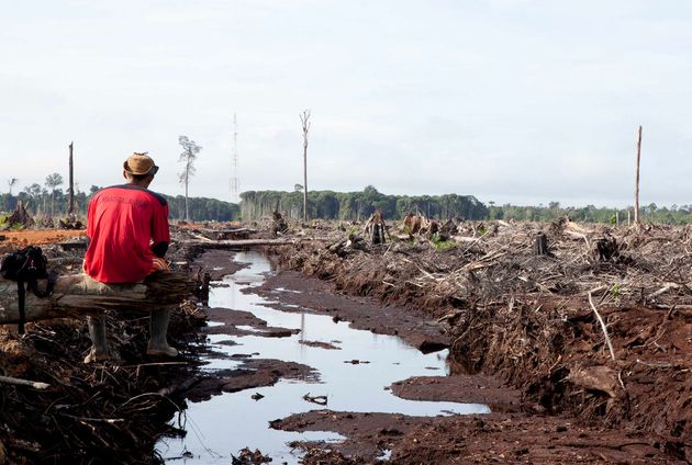 2000년부터 팜유 사용이 급증했다. 그 이후 약 51800km²의 열대림이 사라졌다.