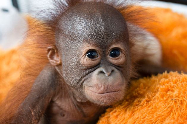 인도네시아 국제동물보호단체가 돌보는 오랑우탄의 95%가 새끼 고아다. 이 오랑우탄의 이름은 카톳이다. 