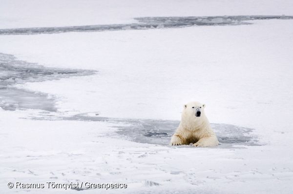 기후변화의 영향으로 녹아내리는 북극