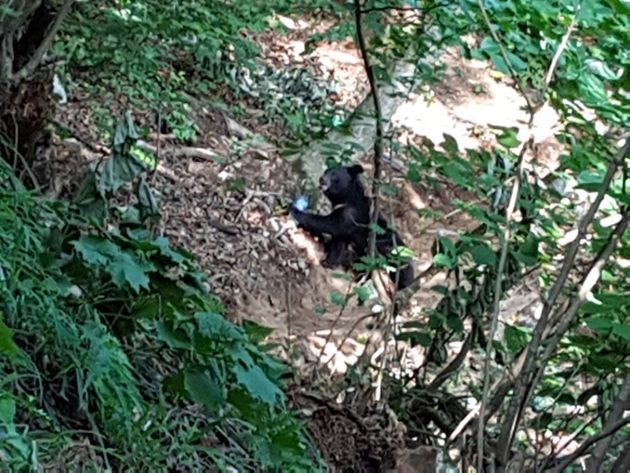 지난해 6월 김천 수도산에서 발견된 반달곰 KM-53. 지리산에서 약 80㎞ 떨어져 있다.