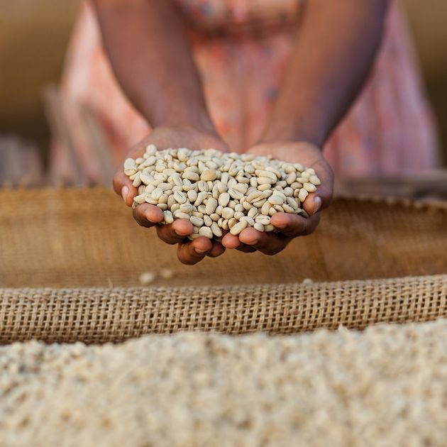 커피 열매를 따던 소녀에서 커피 농학자로 성장한 여성의 이야기