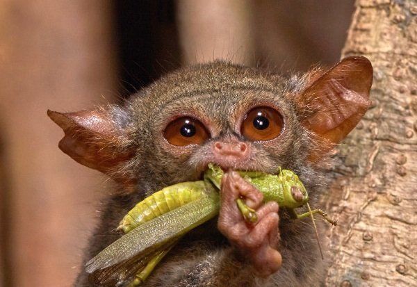 메뚜기를 잡아먹는 인도네시아 술라웨시의 안경원숭이. 공룡시대 초기 포유류가 간직하던 5가지 곤충 분해 효소 유전자를 모두 갖고 있다.