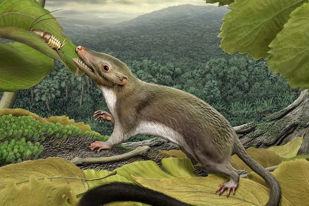 공룡시대 초기 포유류의 상상도. 곤충 먹기에 적합한 이를 진화시켰다. 