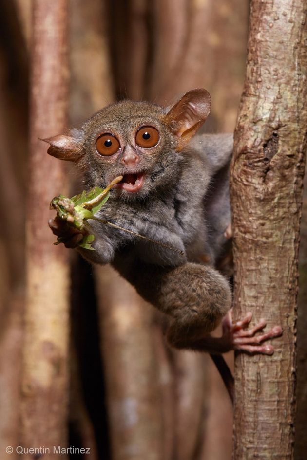 포유류 가운데 곤충을 먹는 비중이 클수록 다양한 키티나제 합성 유전자를 보유한다. 무화과 나무에서 메뚜기를 먹는 안경원숭이.