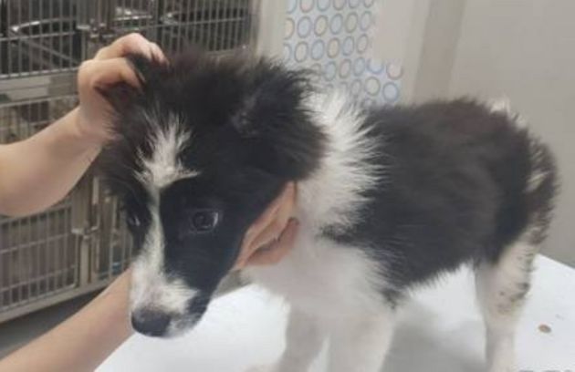 쓰레기 가득한 집에서 백골 상태의 개 사체 4구가 발견됐다