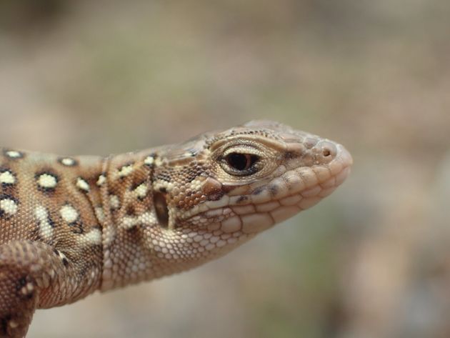 비무장지대와 민통선 이북 지역에서 서식이 확인된 멸종위기종 표범장지뱀.
