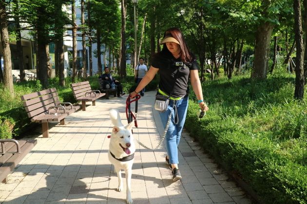 지난 1일 서울 동대문구 신설동의 한 공원에서 풍산개 복순이가 펫시터 최문희씨와 함께 산책을 하고 있다.