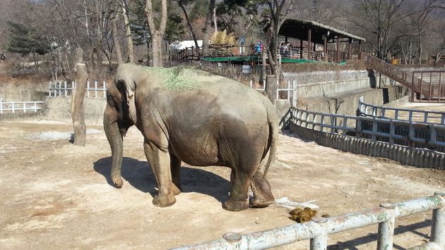 덩치가 큰 코끼리는 동물원에서 사육하는 데 정성을 쏟아야 한다. 
