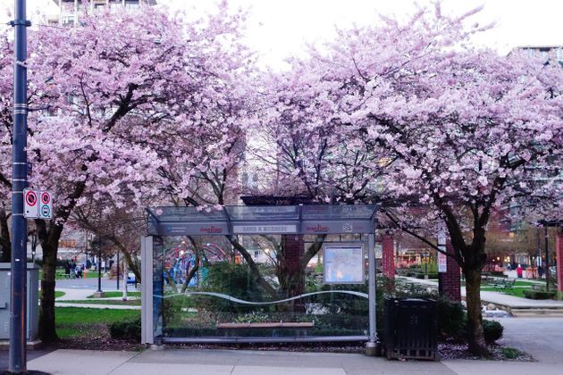 벚꽃이 활짝 핀 밴쿠버 시내