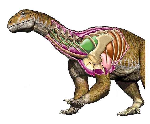 거대 공룡이 주라기보다 5천만년 전인 트라이아스기에 등장했다는 증거 화석이 발견됐다. 특히 이 화석은 공룡의 ‘공룡화’는 한 방향으로 진화한 것이 아니라는 사실을 보여준다.