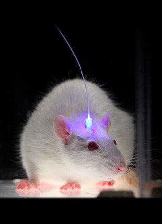 광유전학을 이용한 신경과학 실험의 모델동물 마우스.<br /></div>