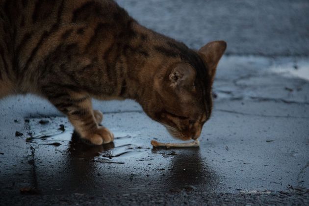 거리에 사는 길고양이가 먹이를 찾고 있다.