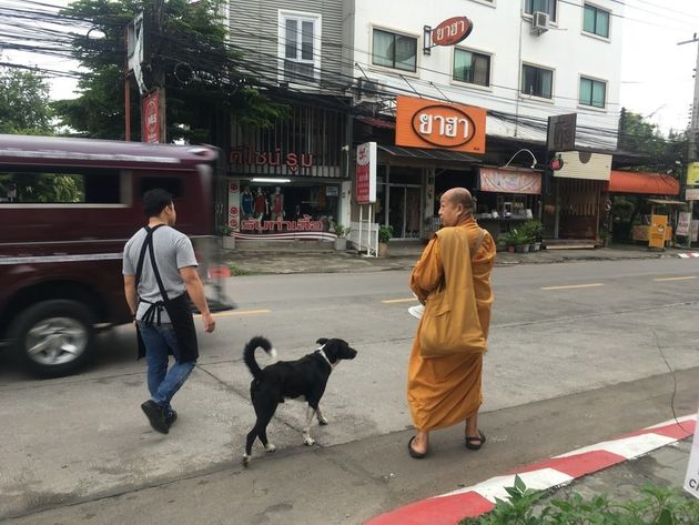 아침 탁발 중인 승려를 따라다니는 치앙마이 거리의 개. 
