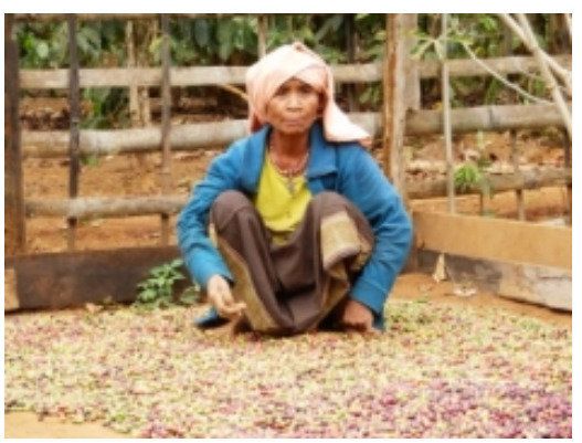 댐으로 인해 다른 마을로 이주한 후 커피를 수확하며 사는 마을 주민 모습. 인터네셔널리버스 타냐 리 프로그램 코디네이터 누리집 게시글 갈무리