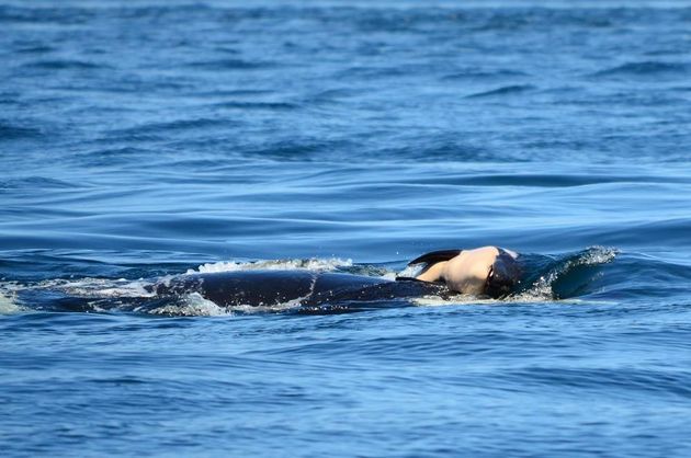 갓 출산한 새끼가 죽자, 어미 범고래 J35가 사체(오른쪽)를 수면 위로 들어올리고 있다. 이틀 동안 이렇게 50㎞를 이동했다.
