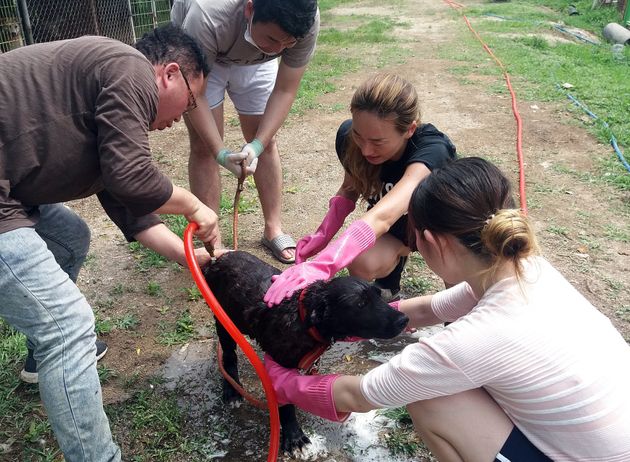 자원봉사자들이 28일 개농장에서 구조한 개를 목욕시키고 있다. 