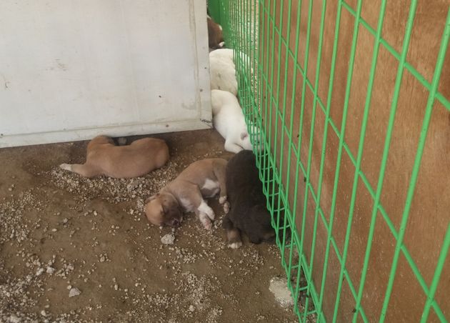 남양주 개농장에서 임신상태로 내천보호소에 옮겨진 한 개가 최근 새끼들을 낳았다. 