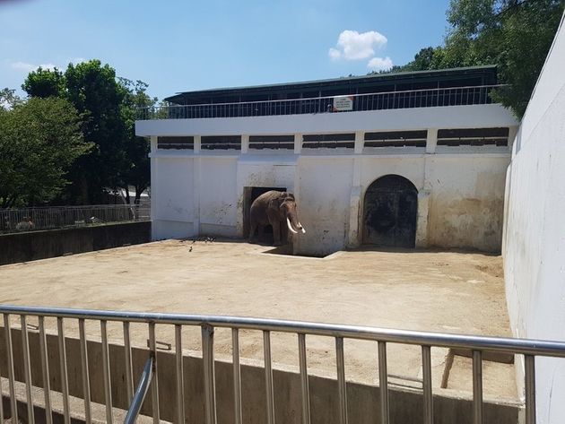 2일 낮 12시께 대구 중구 달성공원 동물원 코끼리사에서 아시아 코끼리가 내실 건물 입구에 생긴 작은 그늘에서 햇볕을 피하고 있다. <a href='http://www.hani.co.kr/arti/society/area/856343.html?_fr=mt2#csidxffdd724d25c1da1abc2cda59a605ab0'></div><br /></a>