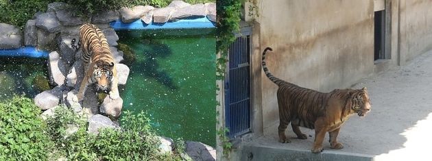 서울대공원 동물원 호랑이가 인공눈을 맞고 있는 모습(왼쪽)과 대구 달성공원 동물원 호랑이가 그늘에서 더위를 피하고 있는 모습(오른쪽). 