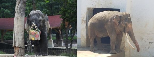 서울대공원 동물원 코끼리가 나무에 달린 얼음과일을 먹고 있는 모습(왼쪽)과 대구 달성공원 동물원 코끼리가 그늘에서 더위를 피하고 있는 모습이 매우 대조적이다.