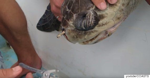 지난 2015년 코에 빨대가 박힌 채 발견된 바다거북. 이 거북의 코에서 빨대를 꺼내는 장면이 전 세계에서 큰 논쟁을 불러일으켰다.