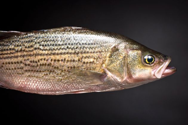 어류가 후각을 잃고 있다