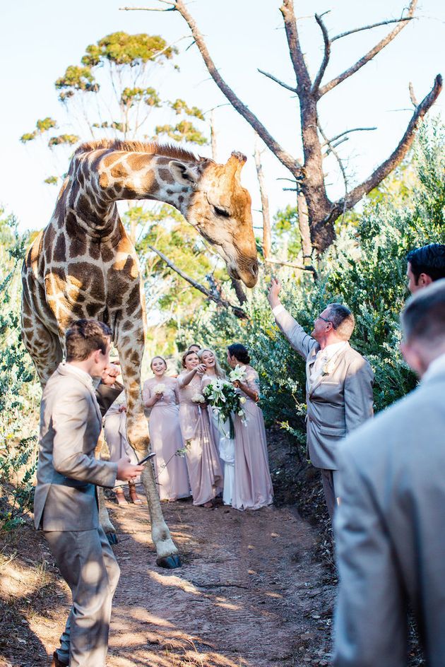 애비라는 기린이 남아공 이스트런던에 있는 동물보호지역에 신랑 신부와 있다