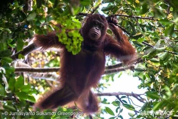 야생 암컷 오랑우탄 로사가 나무 위에서 과일을 찾고 있다