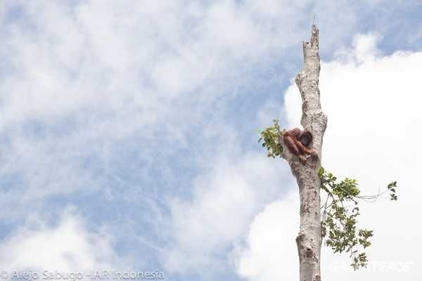 외딴 나무에 매달려 있는 오랑우탄