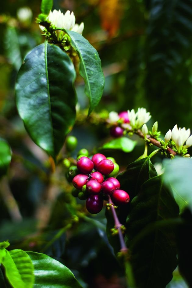 절묘한 자연 기후와 대자연이 만들어낸 ‘갈라파고스 산타크루즈’ 커피 열매