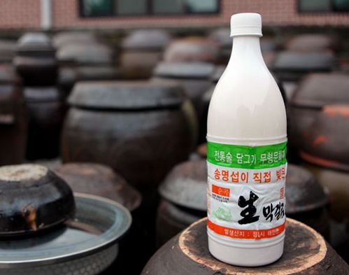 막걸리 전쟁의 와중에서 최고의 막걸리를 찾다
