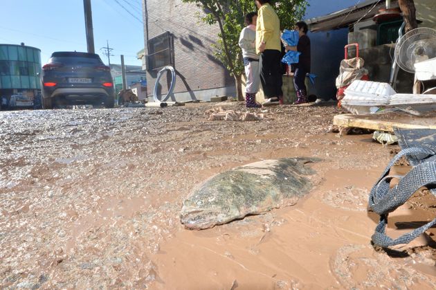 7일 태풍 콩레이가 쏟아부은 물폭탄에 침수 피해를 당한 경북 영덕군 강구면 강구 전통시장 인근 도로에 물고기가 흙탕물에 나뒹굴고 있다.