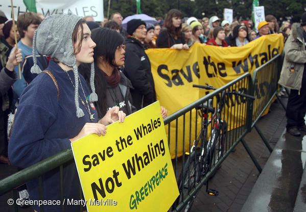그린피스 지지자들은 의회에서 포경 반대 집회를 열고 시민들의 서명을 전달했습니다. 이 청원에 5만 3000명의 뉴질랜드 시민들이 서명했으며, 전 세계 고래들의 미래를 지켜 달라고 정부에 요청했습니다.