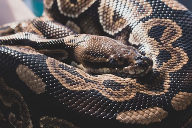 X-ray사진만으로 동물의 정체를 파악해보자(사진)