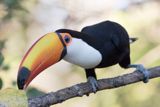 X-ray사진만으로 동물의 정체를 파악해보자(사진)