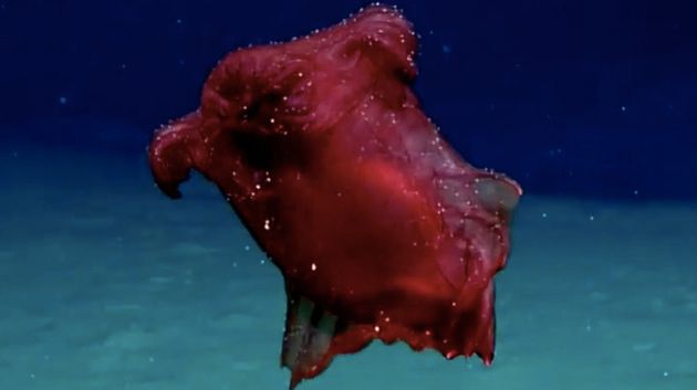 남극 해저에서 처음으로 발견된 '머리 없는 치킨 괴물'