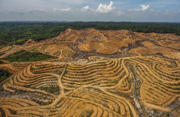 불법 훼손된 인도네시아의 팜 숲