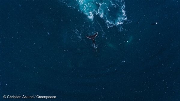 남극 반도에서 크릴 먹이를 찾는 혹등고래