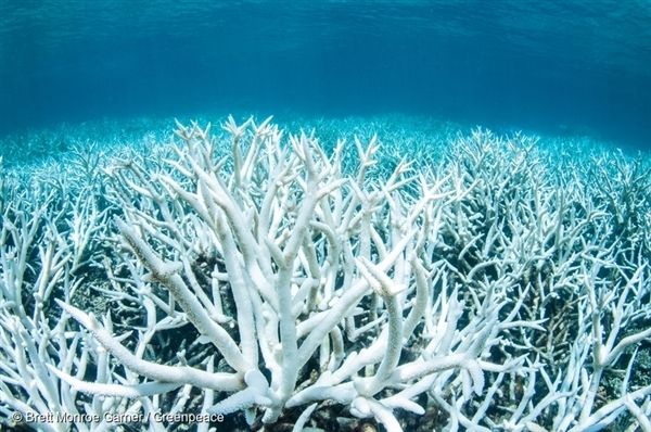 수온상승으로 스트레스 받은 산호초의 표면이 하얗게 변해가는 모습