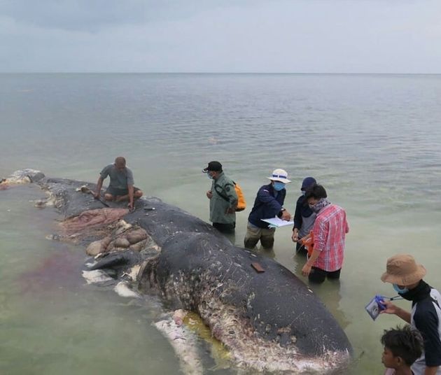 19일 인도네시아 술라웨시 남동부 카포타 섬 해안에 죽은 채 떠밀려온 향고래에서 다량의 플라스틱 폐기물이 발견됐다. 