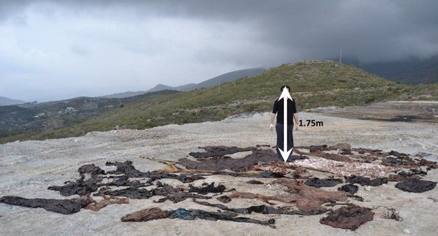 2012년 지중해 해안에 좌초한 향고래 뱃속에서 나온 비닐하우스 폐기물. 스테파니스 외 (2013) ‘해양오염 회보’ 제공.