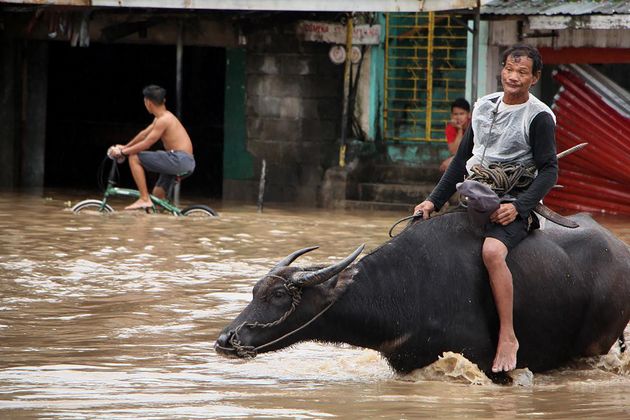 지난달 29일 발생한 홍수로 피해를 입은 카마리네스수르 주의 주민이 소를 타고 이동하고 있다.