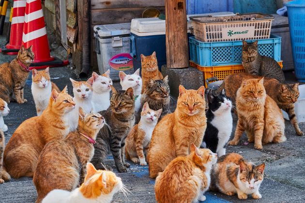 '고양이섬'으로 유명한 일본 아오시마섬