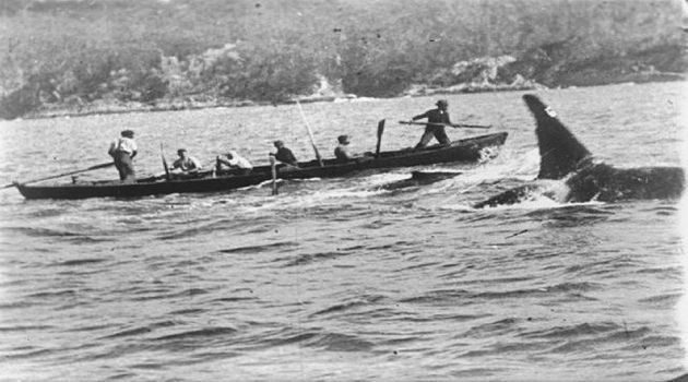 범고래와 함께 고래를 추적하는 오스트레일리아 동부 에덴 앞바다의 포경선원들. 보트 앞에 작살을 든 선원이 있고, 옆에 범고래가 따르고 있다. 1910년 찰스 웰링스가 찍은 다큐멘터리 영상이다.