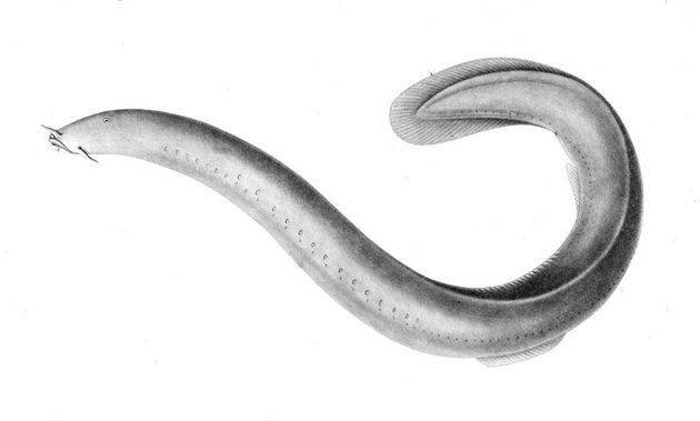 먹장어는 뱀장어와는 거리가 먼 턱 없는 동물이다. 몸통에 점액 샘이 줄지어 배치돼 있다.