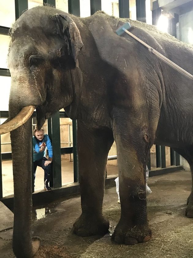2015년 방문한 홍콩 오션파크의 코끼리 전담 수의사 파올라 마르텔리가 코돌이의 상태를 진단하고 있다.